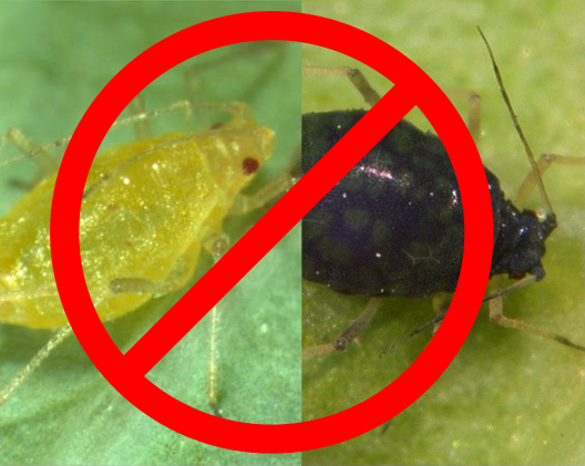 no-aphids